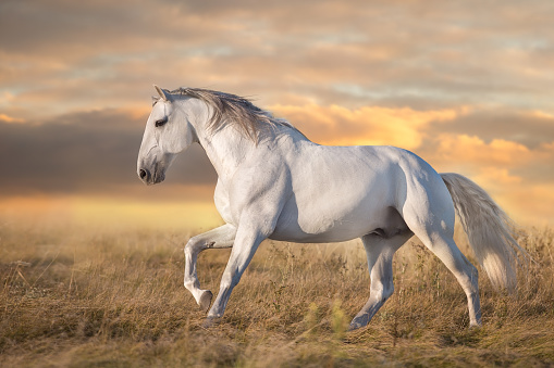 Iberian horse in motion at sunset light