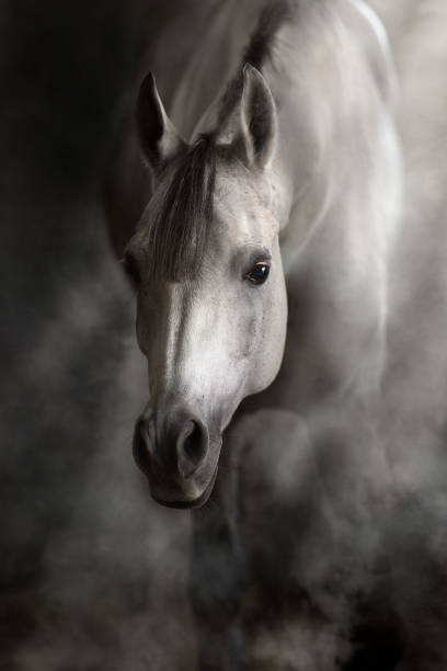 istock White beautiful arabian stallion 1289339293