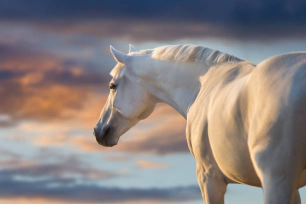 istock Horse portrait with sunset sky behind 1289339303