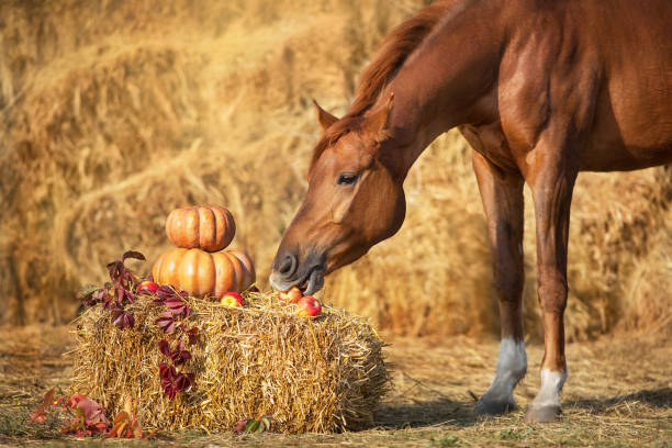 Horse with pumpkins