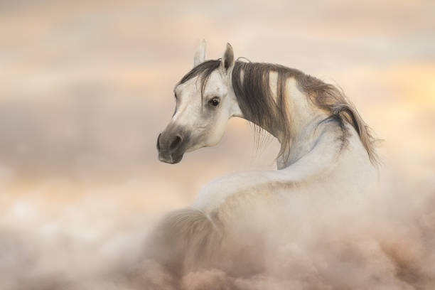 istock Grey arabian horse portrait 1289339375