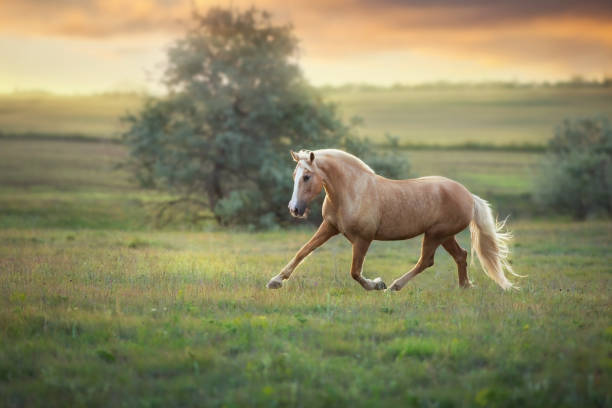 istock Palomino horse at sunset 1289339399