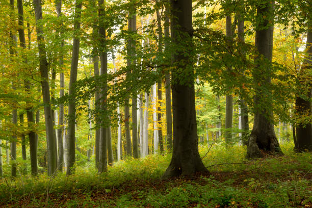 gęsty kolorowy bajkowy jesienny las bukowy - southern beech zdjęcia i obrazy z banku zdjęć