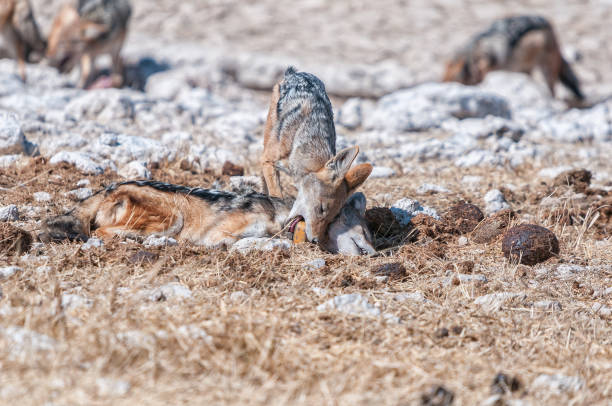 istock Dead black-backed jackal, with jackal biting its tracking collar 1289340629