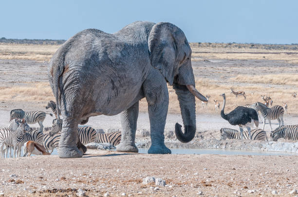 istock African elephant drinking water at the Nebrownii waterhole 1289340806