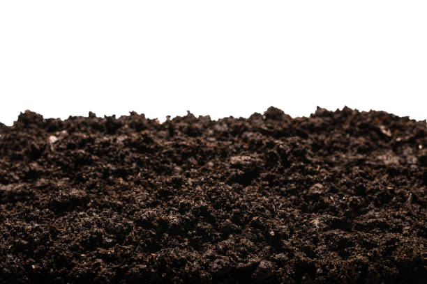 istock Black land for plant. 1289341877