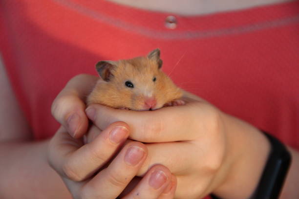 istock Girl holding a hamster in her hands 1289342313