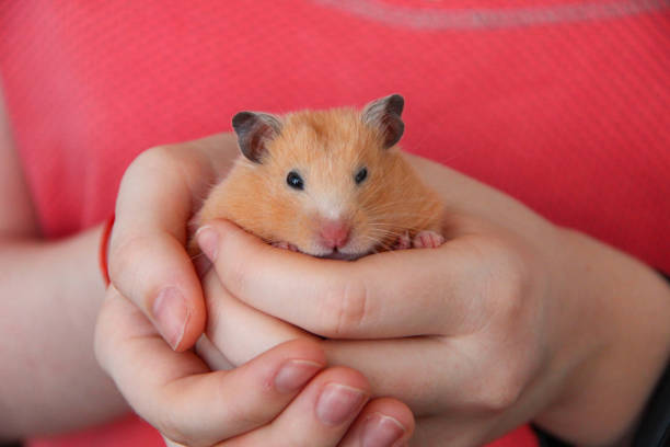 istock Girl holding a hamster in her hands 1289342347