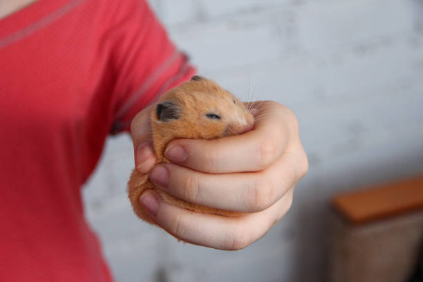 istock Hamster sleeping in girl's hand 1289342929