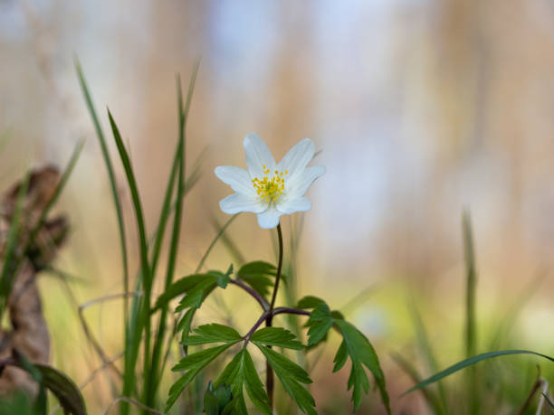 istock Wood anemone (Anemonoides nemorosa) blooming in early spring 1289343147