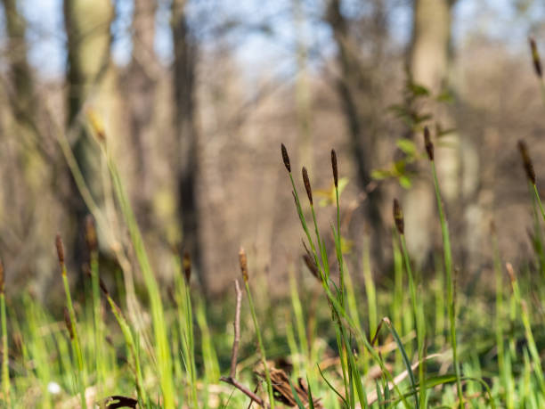 Carex pilosa perennial grass blooming in spring
