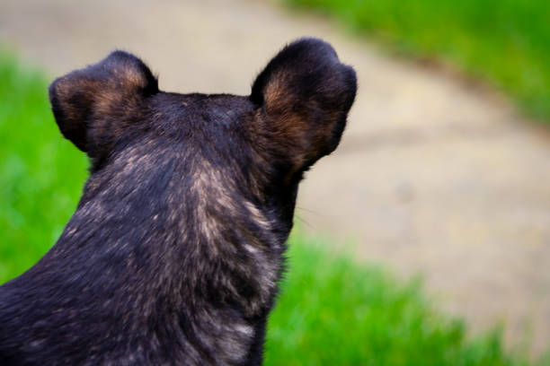 Dog head from back. Black dog on green grass background