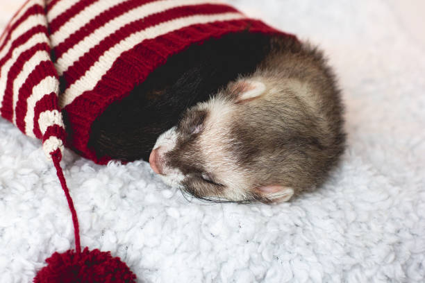 istock Cute ferret sleeping, adorable winter pet 1289345233