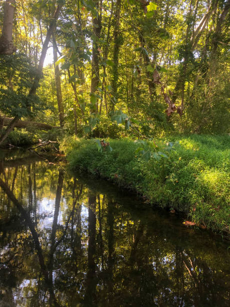 istock Idyllic woodland reflected in tranquil stream with grassy bank 1289345330