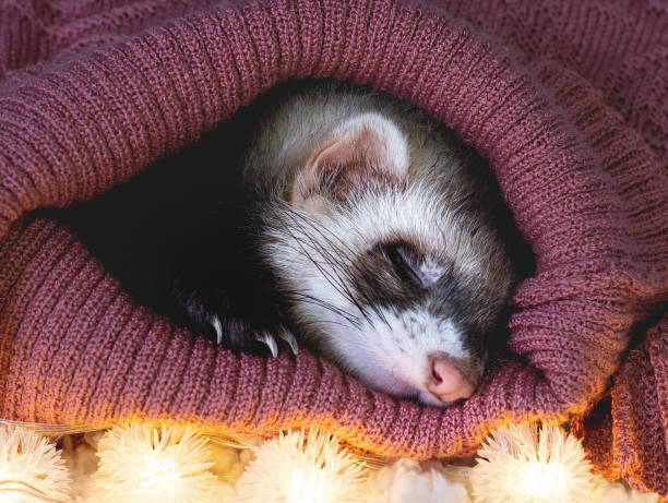 istock The sleepy ferret in winter 1289345635