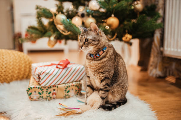 istock Curious kitten loves Christmas decoration 1289346555