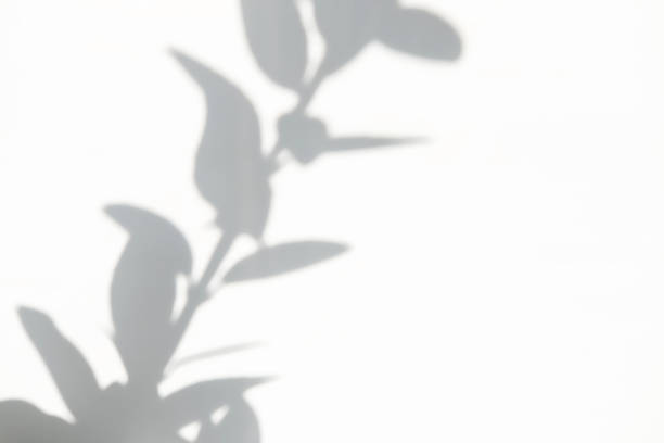 istock White blurred surface with shadows from tree branches. Abstract photo overlay plant texture light background. Copyspace. 1289346672
