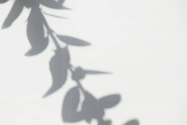 istock White blurred surface with shadows from tree branches. Abstract photo overlay plant texture light background. Copyspace. 1289346679