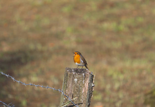 istock A redbreast singing standing in a wooden post 1289346698