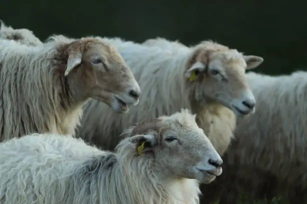 Photo of A flock of sheep looking at somewhere in the meadow