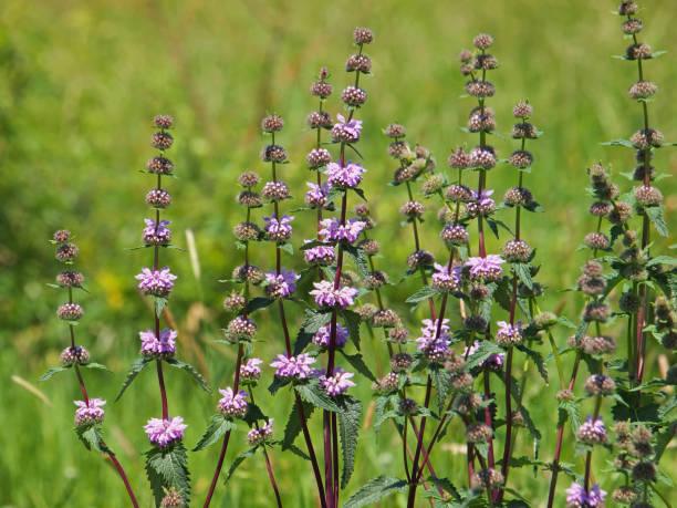 istock Jerusalem sage blooming plant, Phlomis tuberosa 1289346805