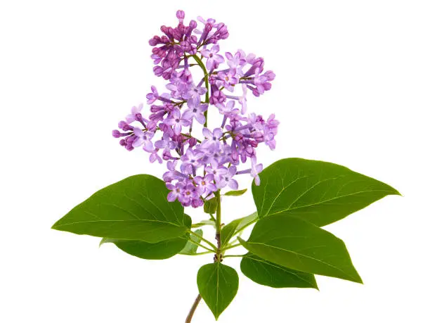 Purple lilac flower isolated on white in spring