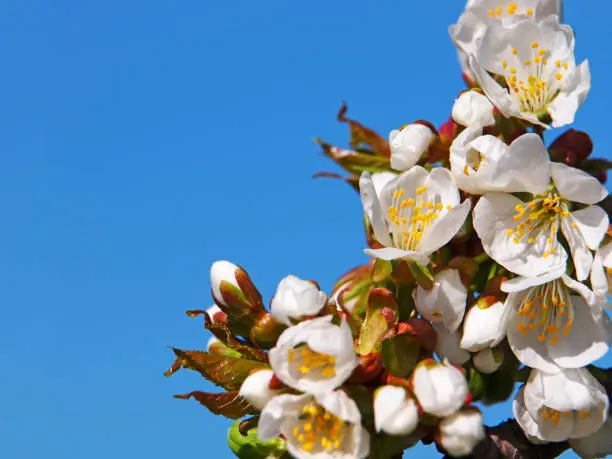 White spring flowers of cherry on the blue sky