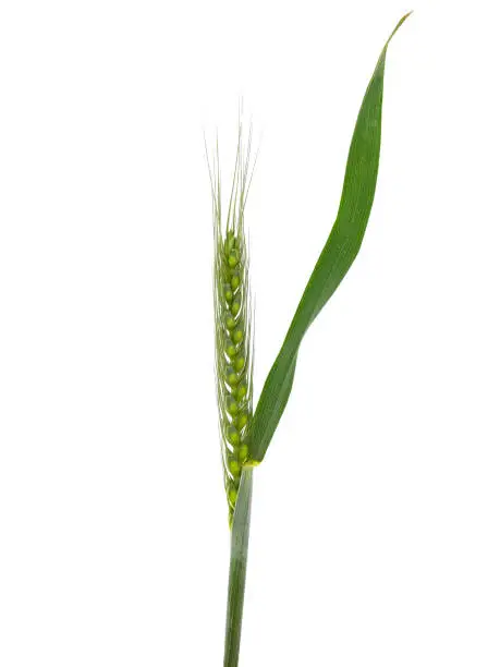 Green ear of wheat, isolated on white background