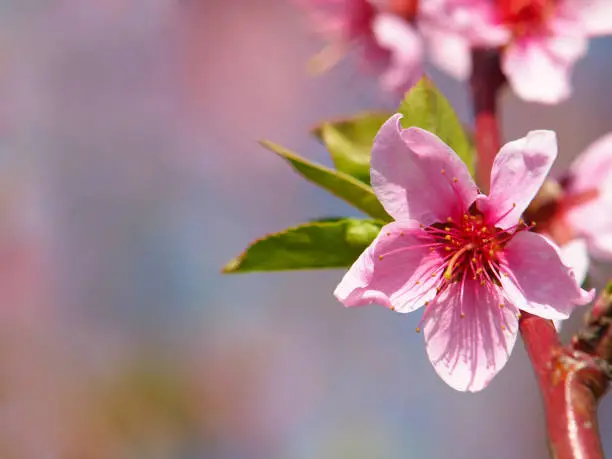 Pink peach blossom branch in spring