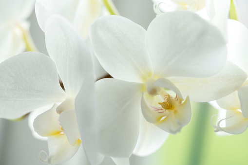 A white orchid with a light background.  It has been shot with a narrow depth of field and given a soft focus effect for use as a background.