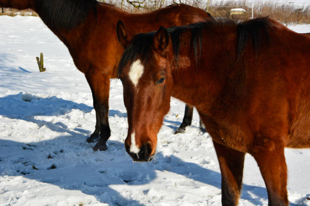 istock Horse winter portrait 1289349069