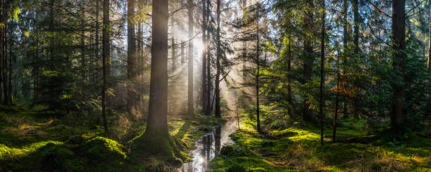istock Sunbeams shining through forest idyllic mossy woodland glade panorama 1289349219