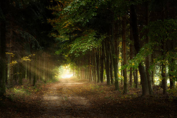 istock Trail Through The Pine Forest At Dawn 1289349444