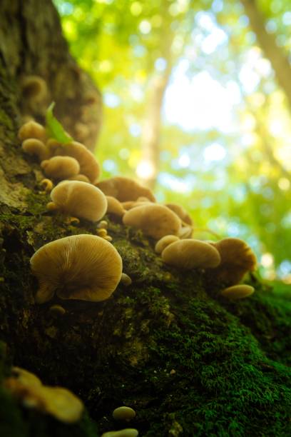 istock Group of mushroom on tree trunk in autumn forest 1289349553