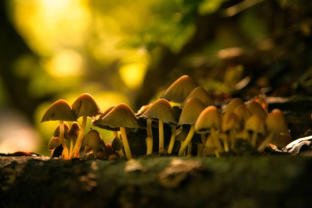 istock Group of mushroom on tree trunk in autumn forest 1289349577