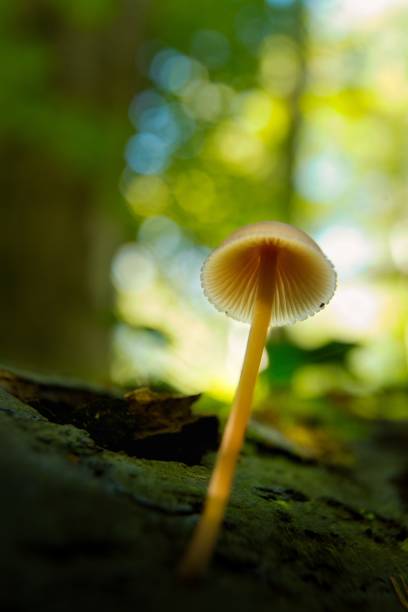 istock Macro of mushroom in autumn forest 1289349974