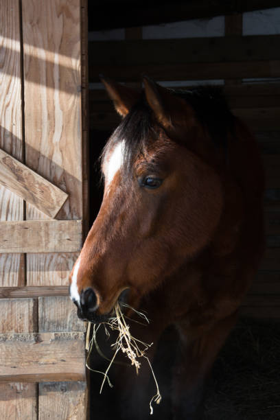 istock Horse eating hay 1289350732