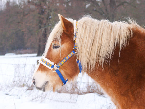 istock Horse In The Snow 1289350742