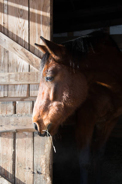 istock Horse eating hay 1289350780