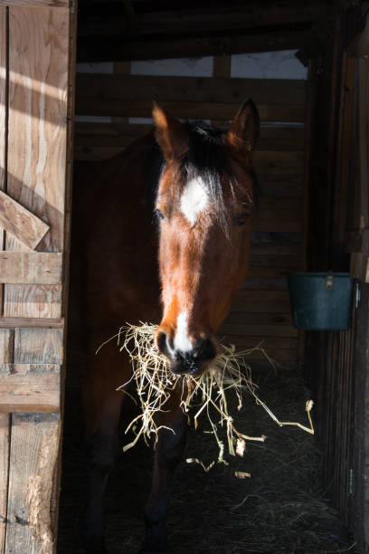 istock Horse eating hay 1289350800