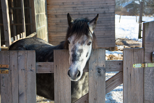 Cute welsh pony portrait behind the wooden fence