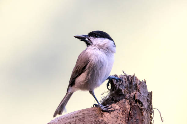 istock Swamp (Poecile palustris) rests at the log in Romania, Europe 1289351214