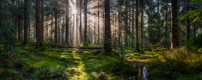 Golden beams of early morning sunlight streaming through the pine needles of a green forest to illuminate the soft mossy undergrowth in this idyllic woodland glade.