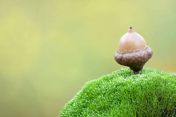 Acorn of an oak tree on a moss stone. Isolated on forest background. High resolution photo. Full depth of field.