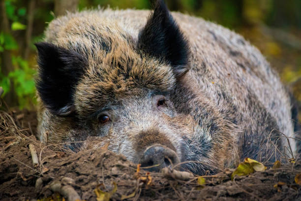 istock Wild boar relaxing, lying on the ground 1289352423