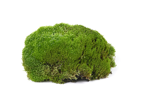 Mossy moss stone isolated on white background. High resolution photo. Full depth of field.