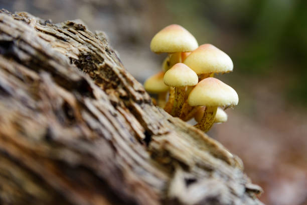 istock Small mushrooms on the trunk 1289352781