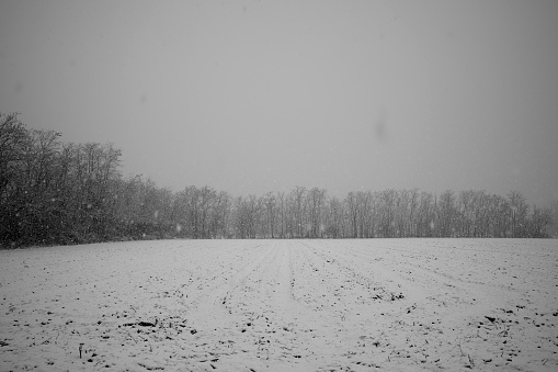 Field with snow