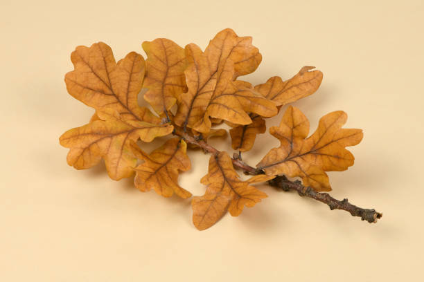 istock Cut off oak branch with yellow leaves 1289353045