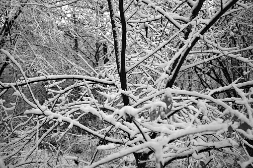 branch with snow